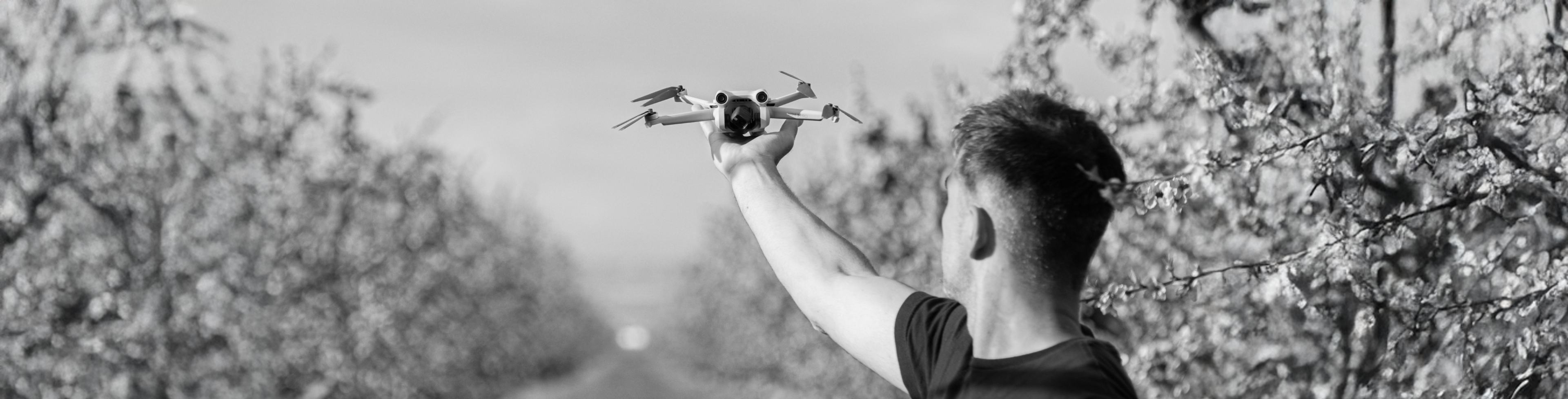 Drone in cherry orchard