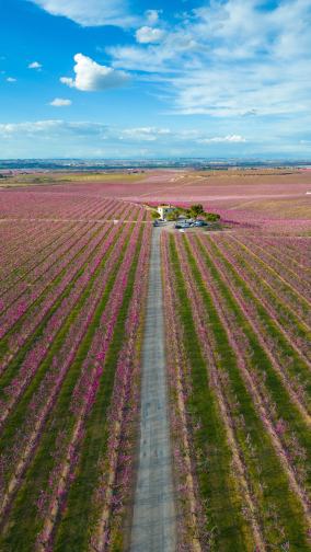 Aerial of pink orchards